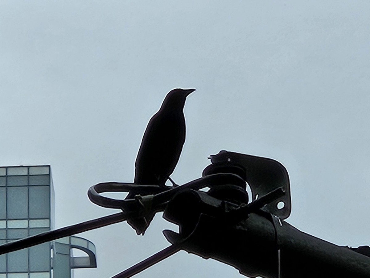 Common Grackle - ML637222991