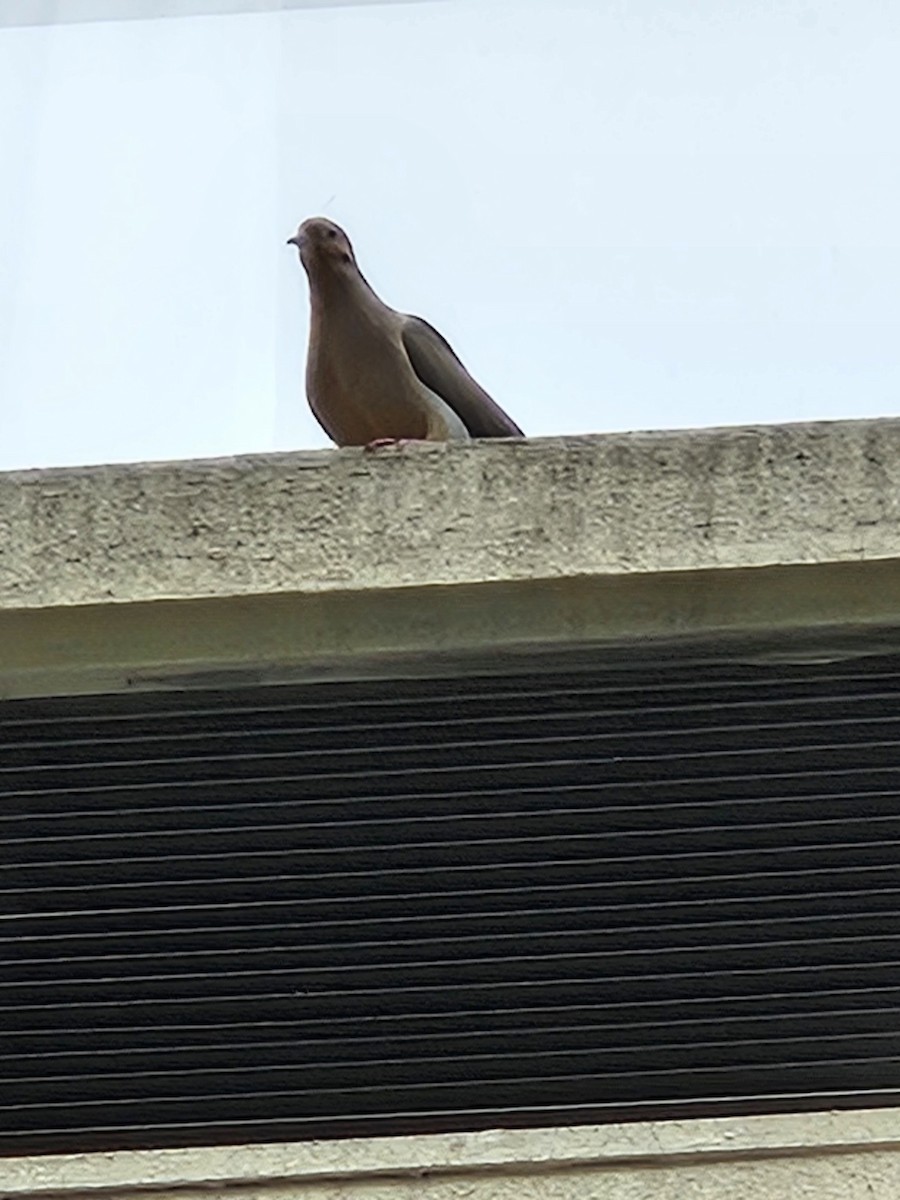 Mourning Dove - ML637223024