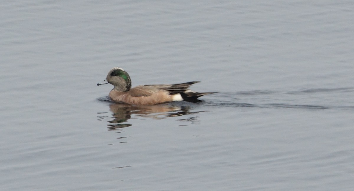 American Wigeon - ML637223032
