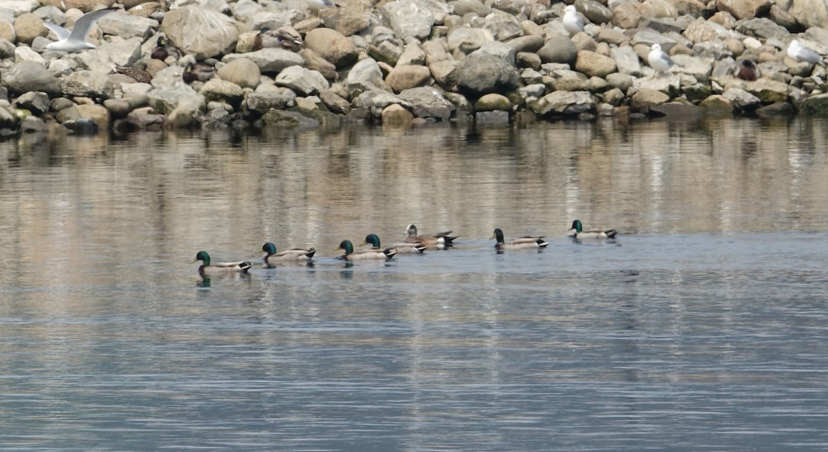 American Wigeon - ML637223052