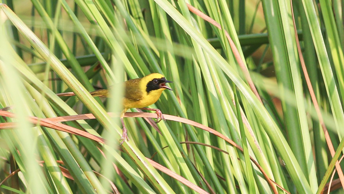 Altamira Yellowthroat - ML637223076