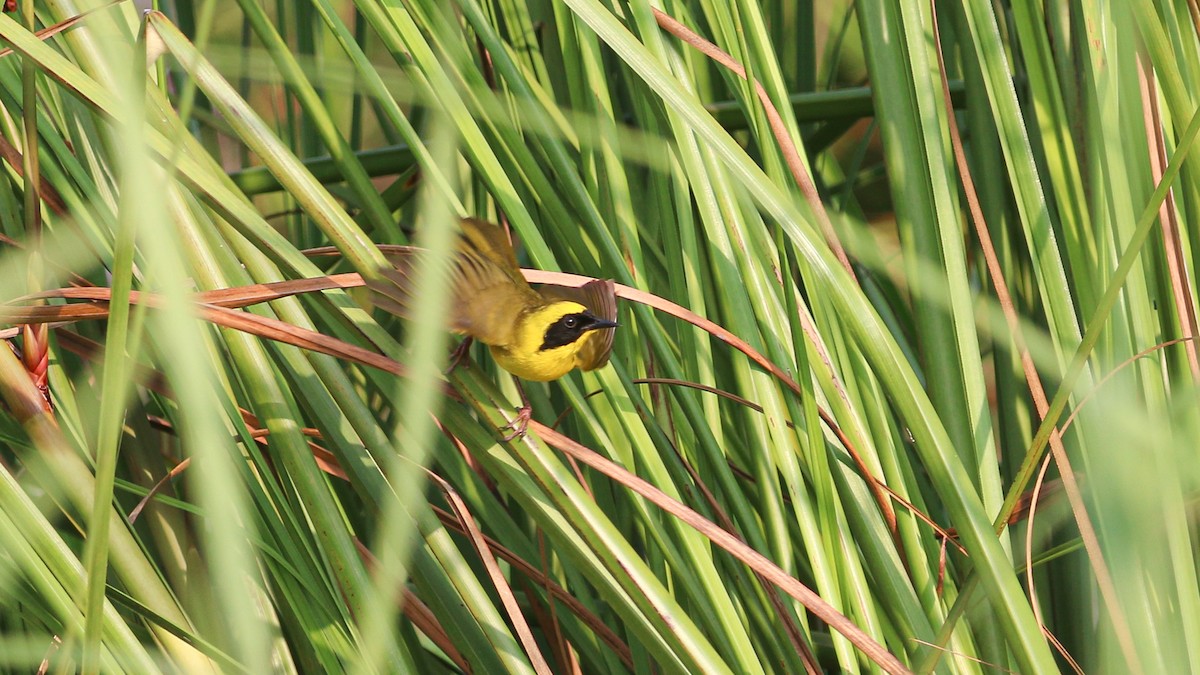 Altamira Yellowthroat - ML637223077