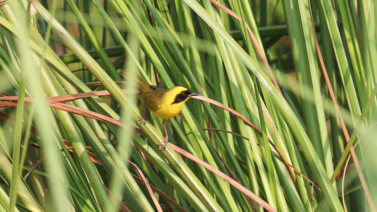 Altamira Yellowthroat - ML637223078