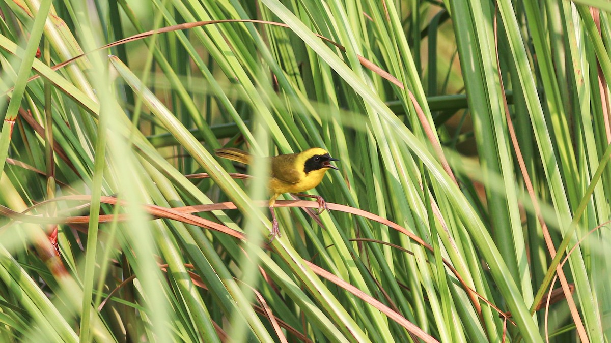 Altamira Yellowthroat - ML637223079