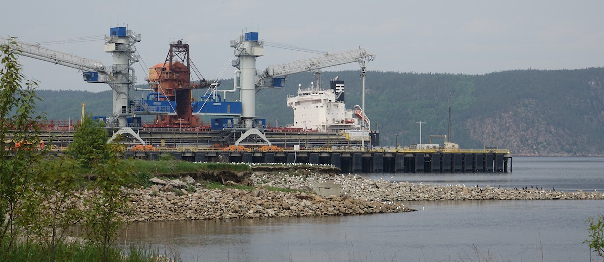 Ring-billed Gull - ML637223131