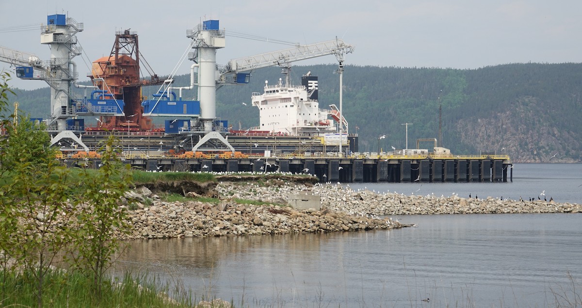 Ring-billed Gull - ML637223158