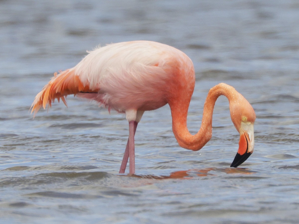 American Flamingo - ML637223162