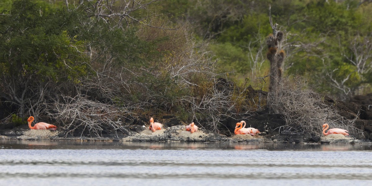 American Flamingo - ML637223163
