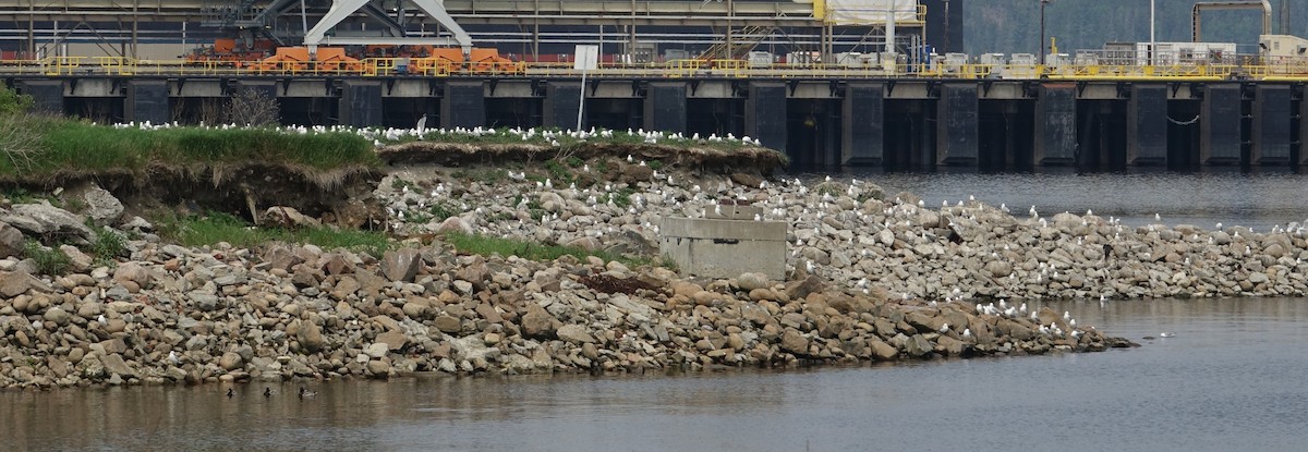Ring-billed Gull - ML637223228