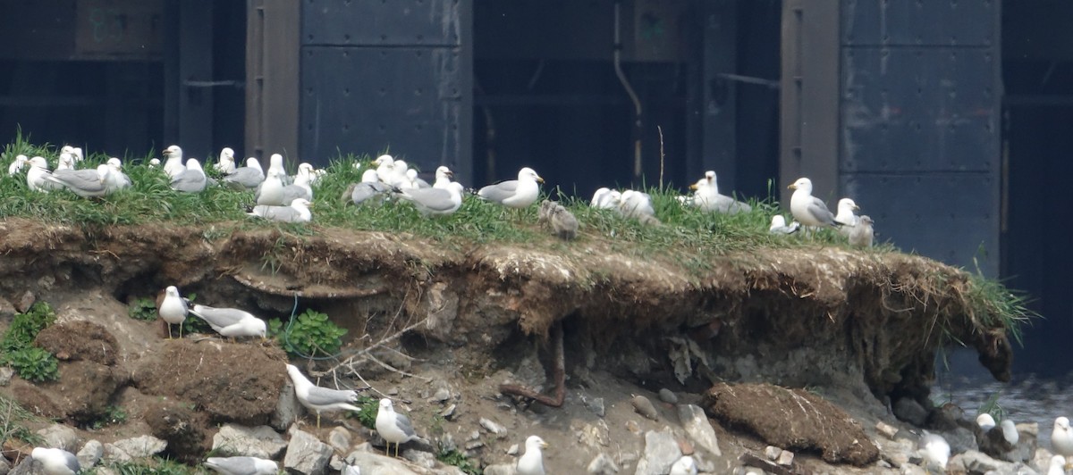 Ring-billed Gull - ML637223242