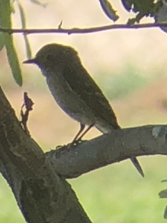 Dusky Flycatcher - ML637223247