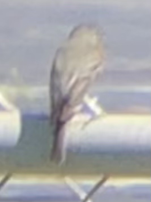 Dusky Flycatcher - ML637223253