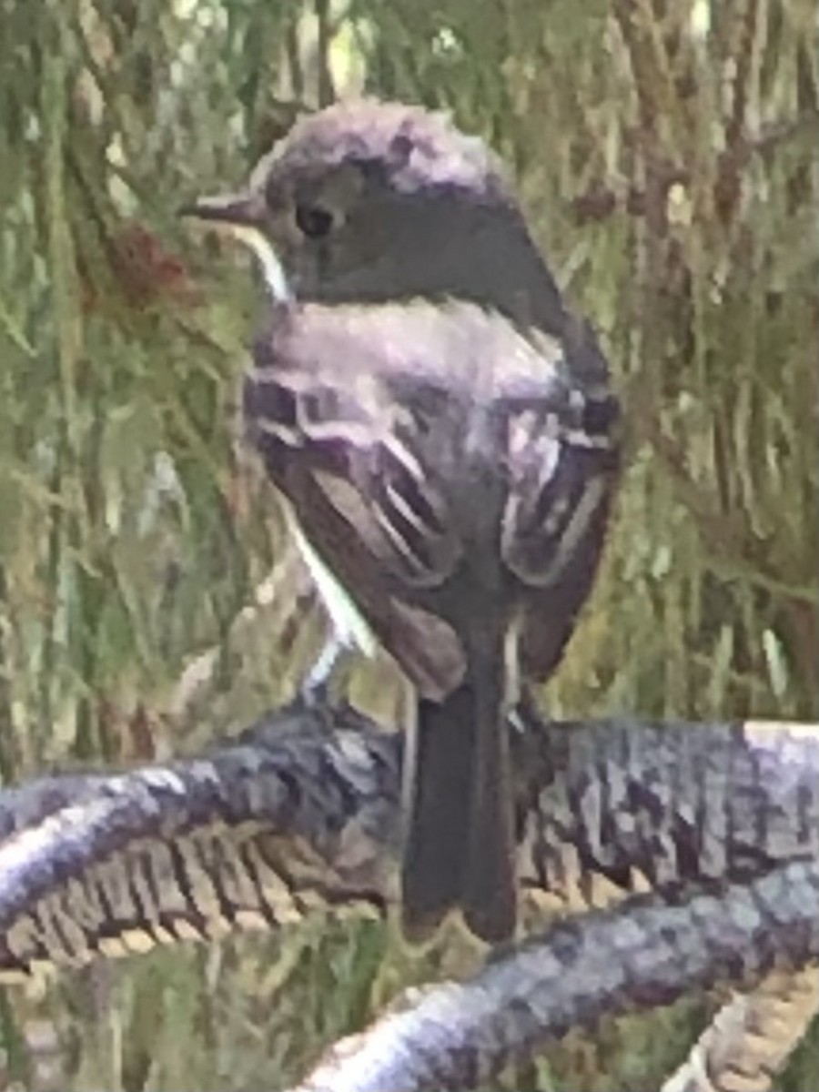 Dusky Flycatcher - ML637223256