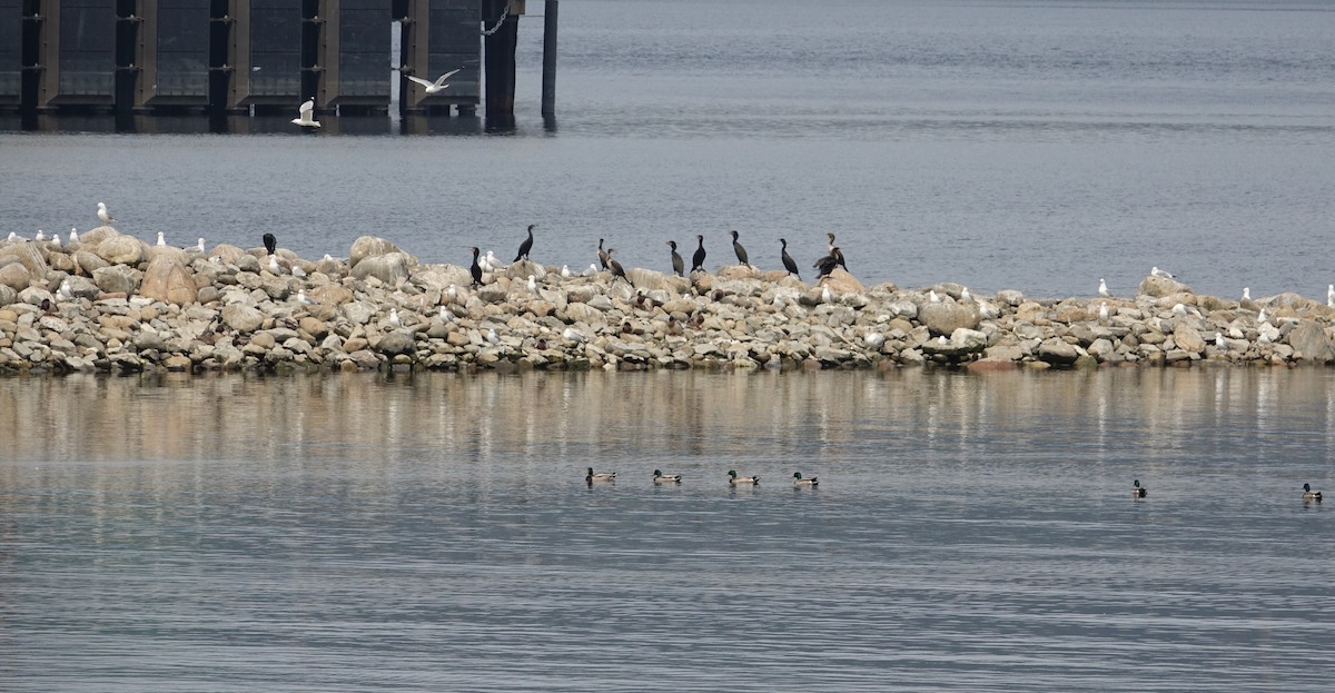 Double-crested Cormorant - ML637223272