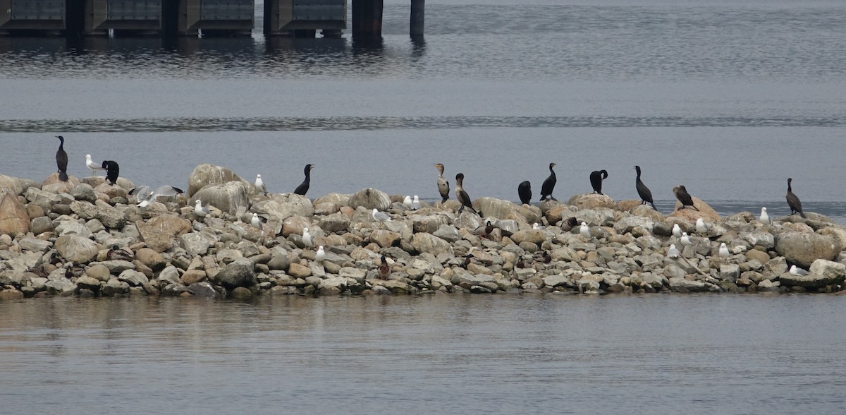 Double-crested Cormorant - ML637223297