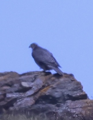Gyrfalcon - ML637223314