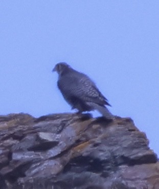 Gyrfalcon - ML637223315