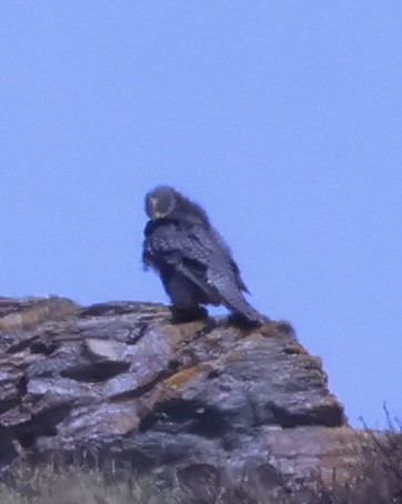 Gyrfalcon - ML637223316