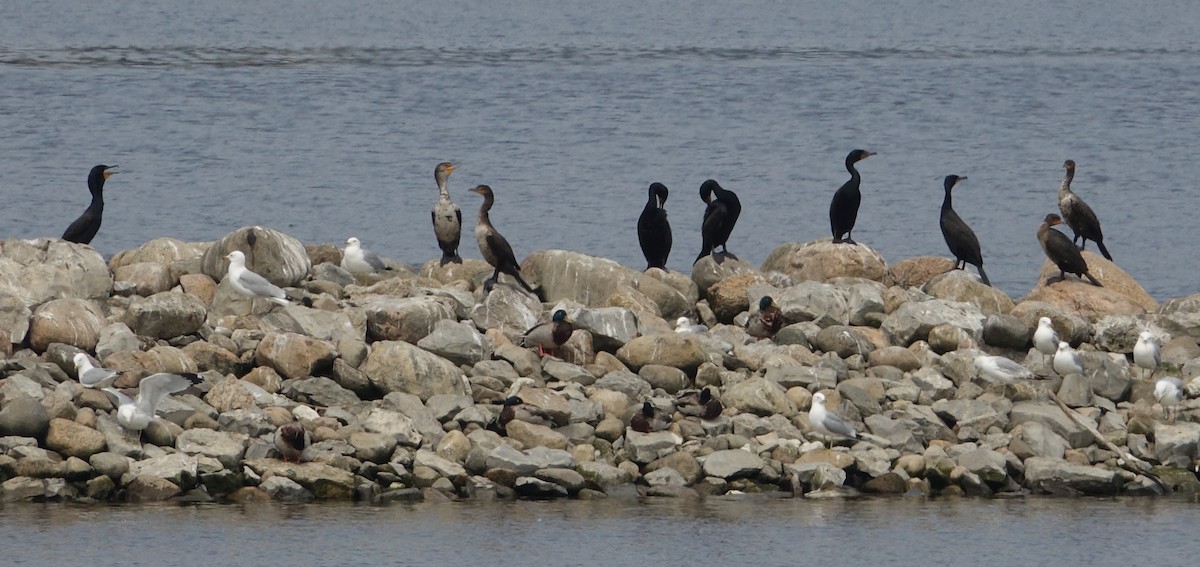 Double-crested Cormorant - ML637223332