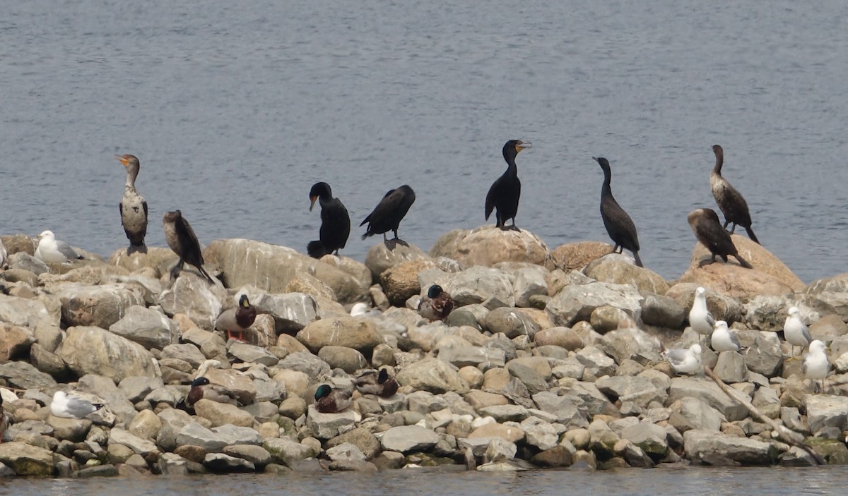 Double-crested Cormorant - ML637223347