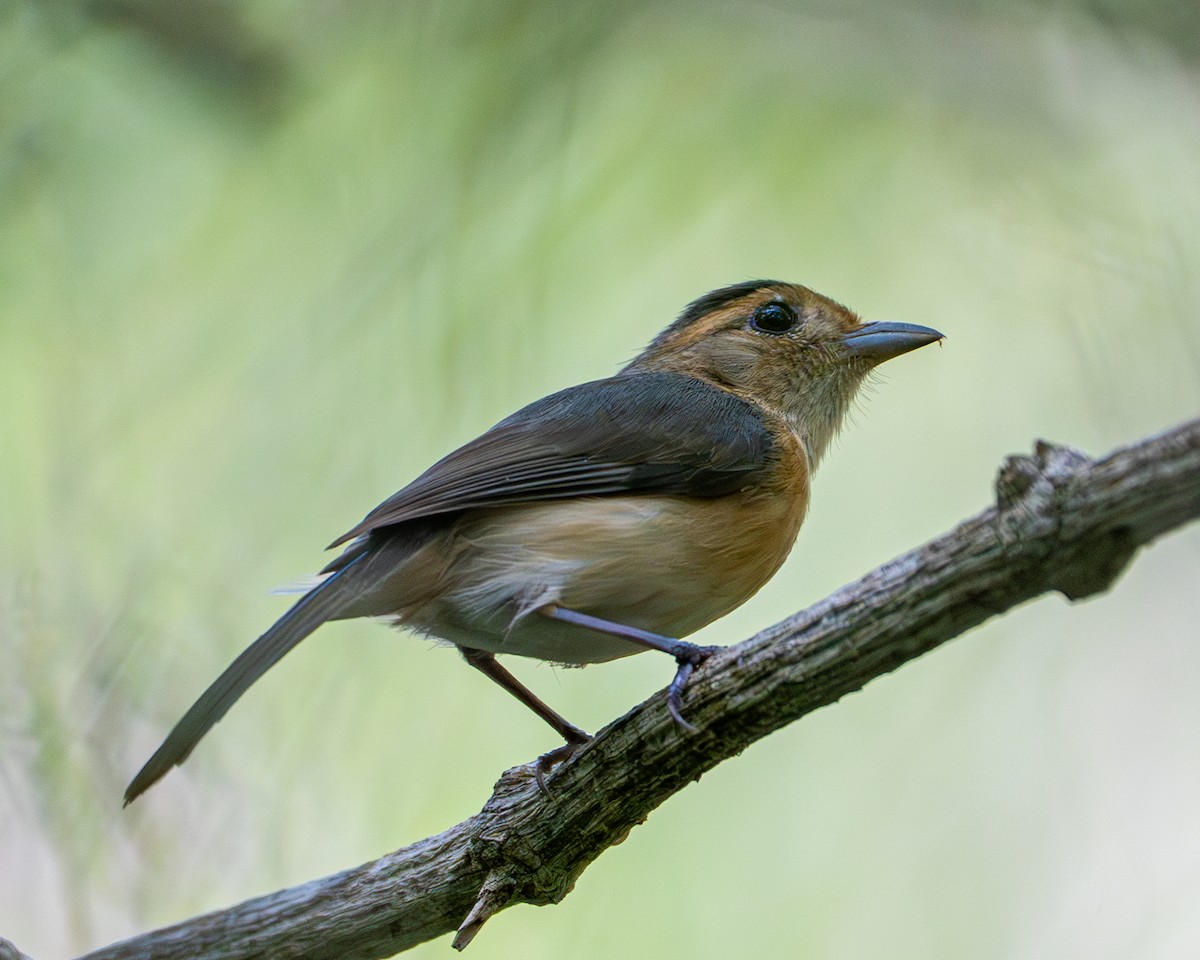 Gray-throated Chat - ML637223393