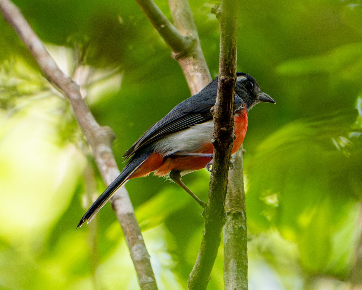 Gray-throated Chat - ML637223394