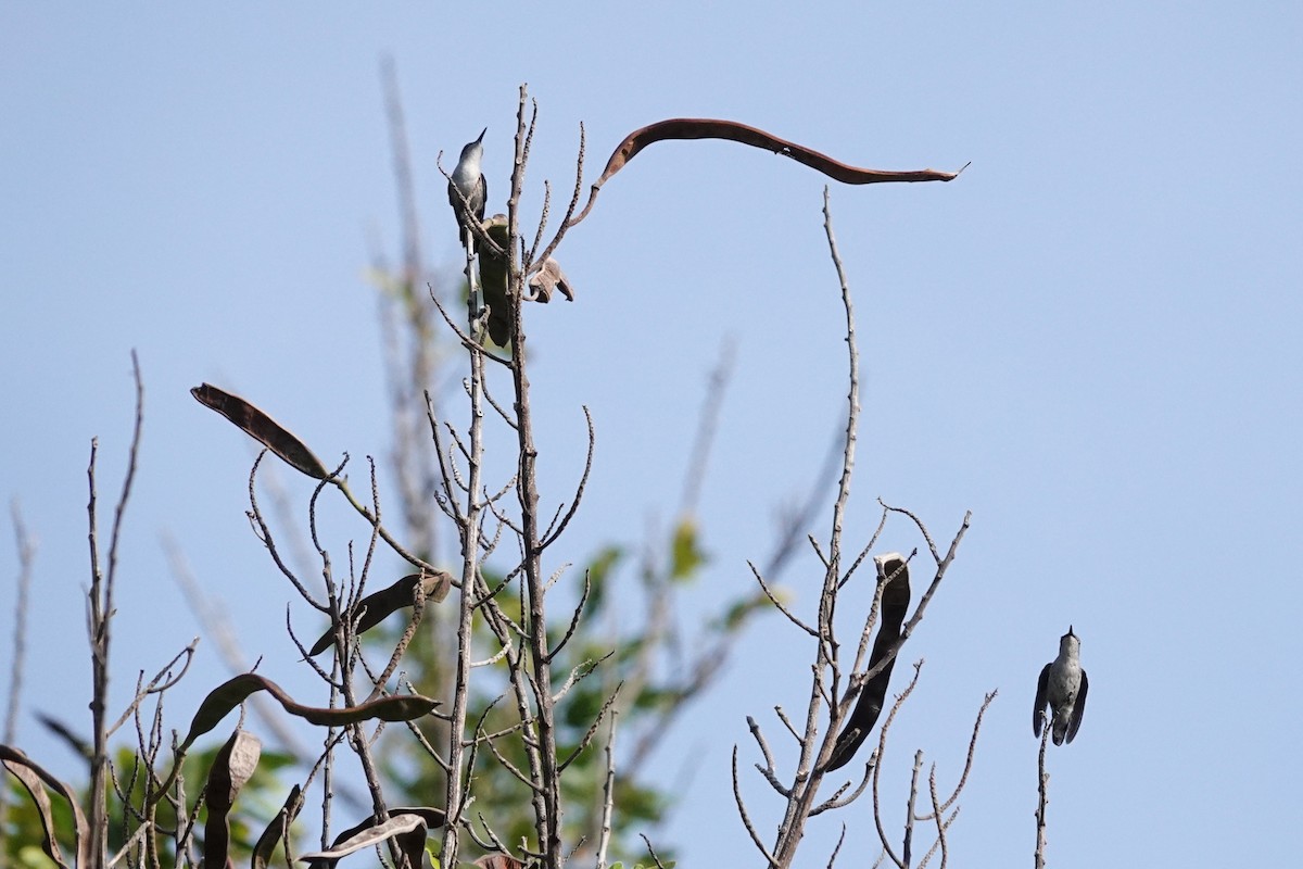 Colibrí Zumbadorcito - ML637223459