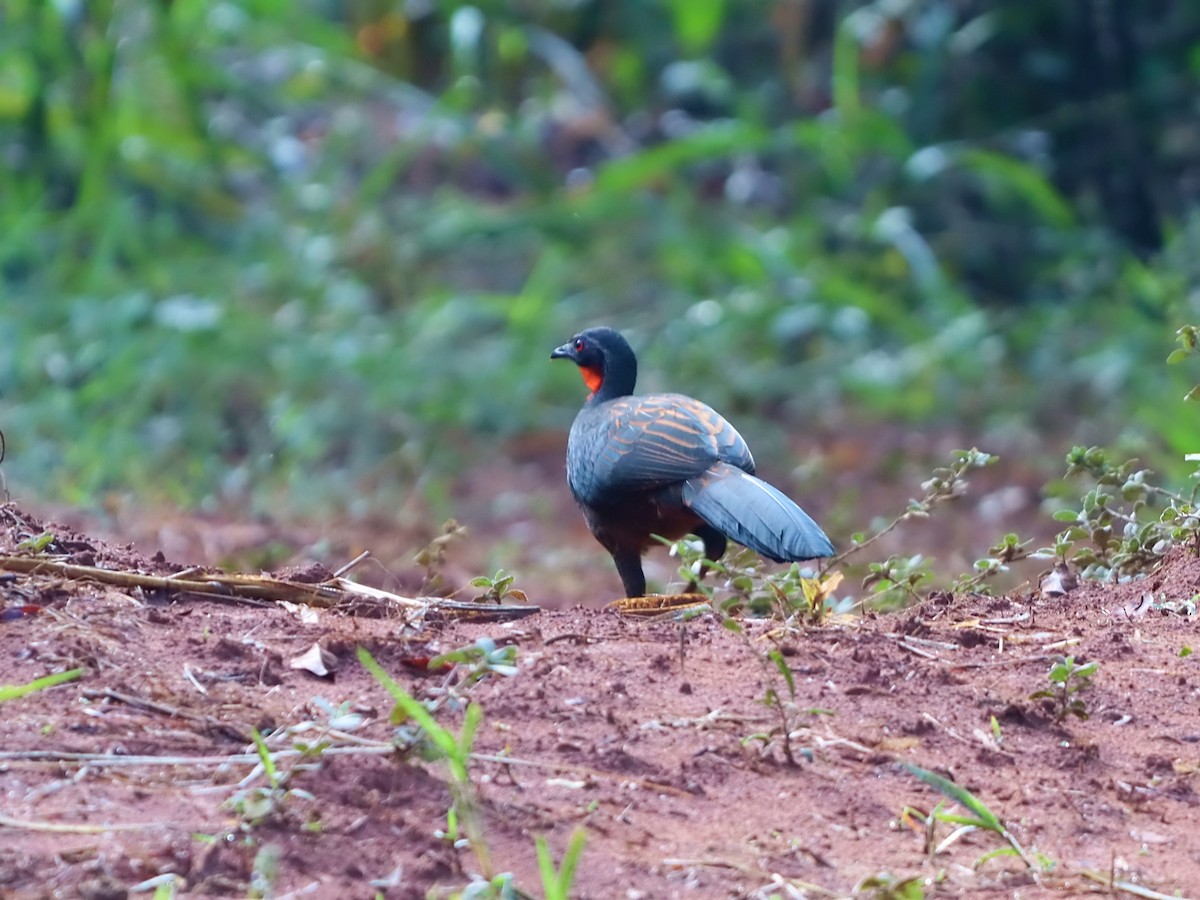 Rusty-margined Guan - ML637223490
