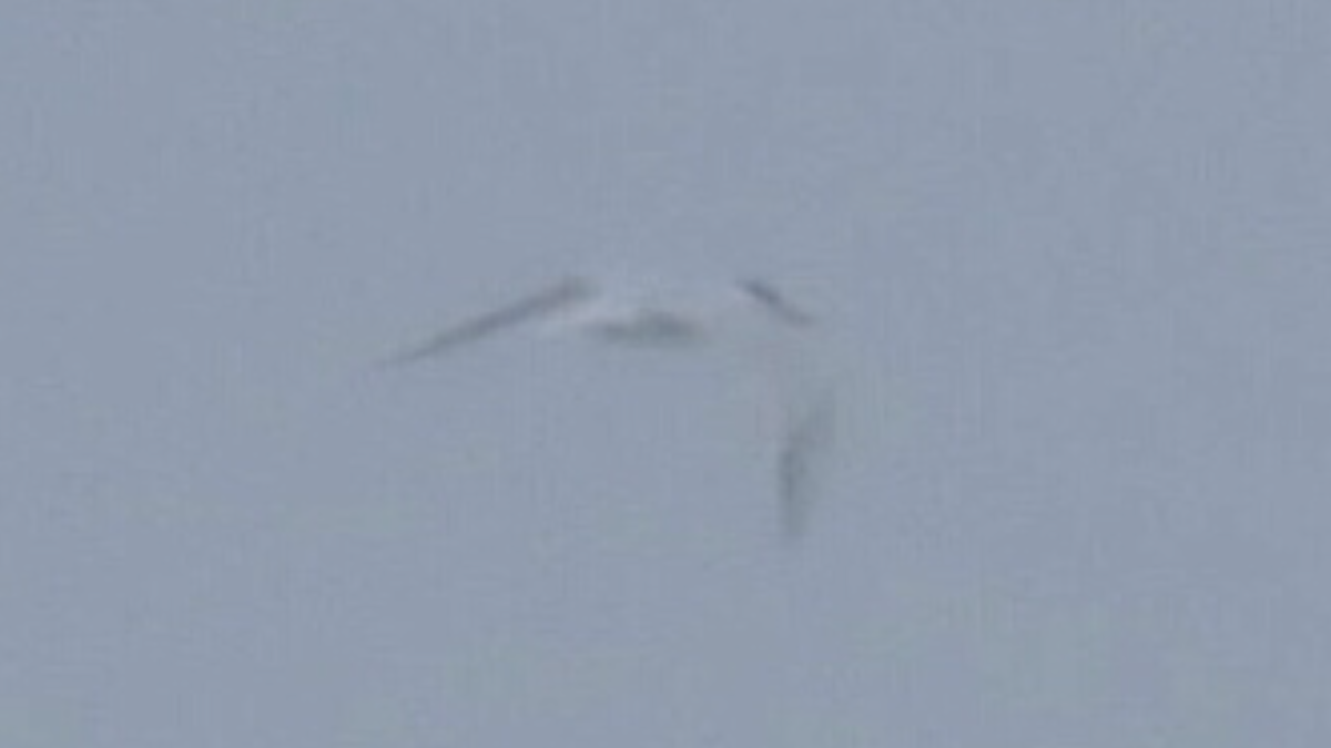 Royal Tern - ML637223508