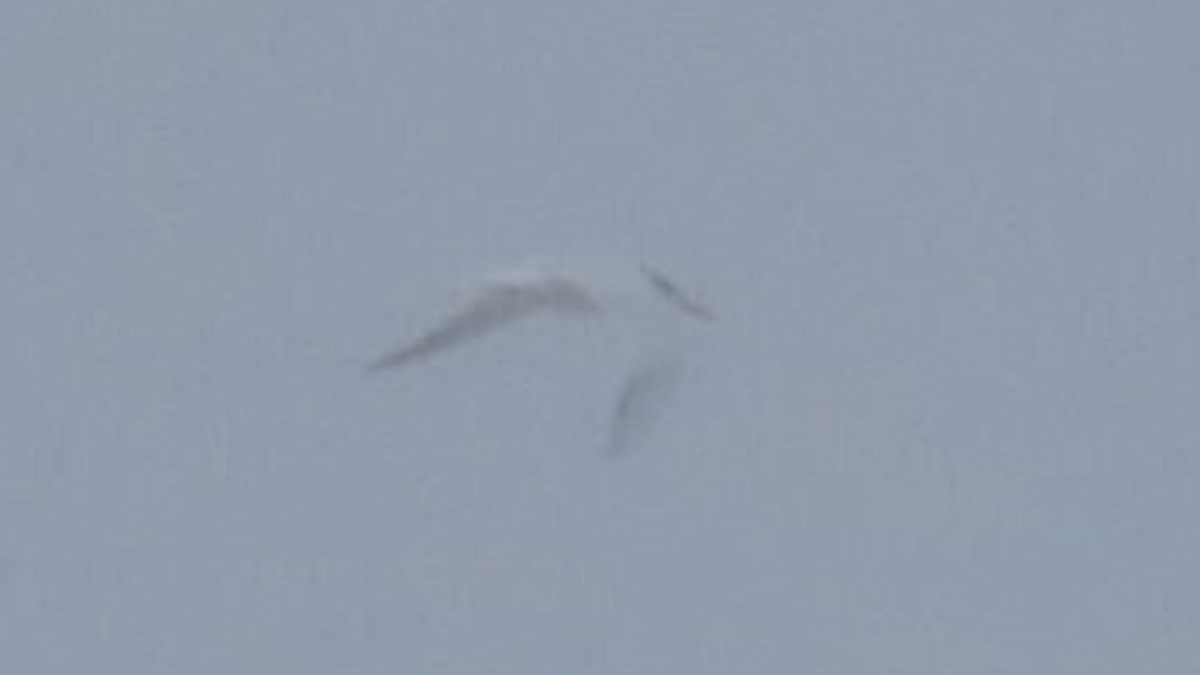 Royal Tern - ML637223511