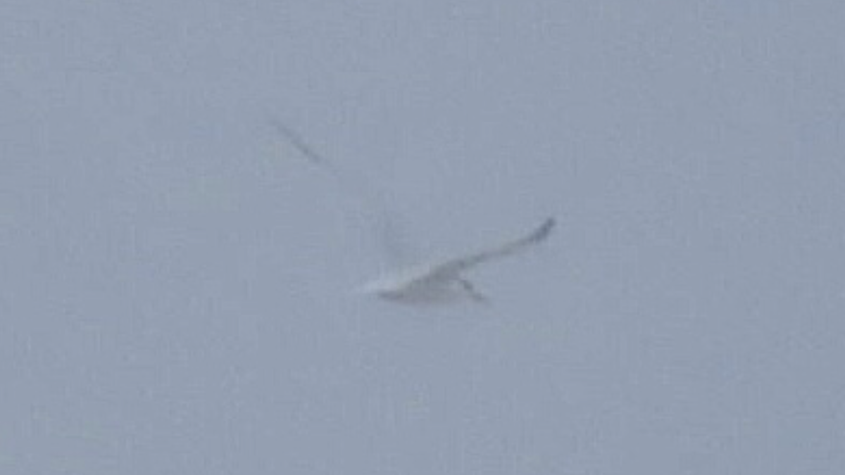 Royal Tern - ML637223512