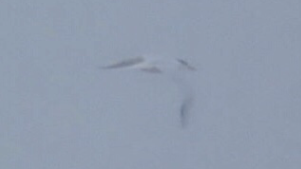 Royal Tern - ML637223513