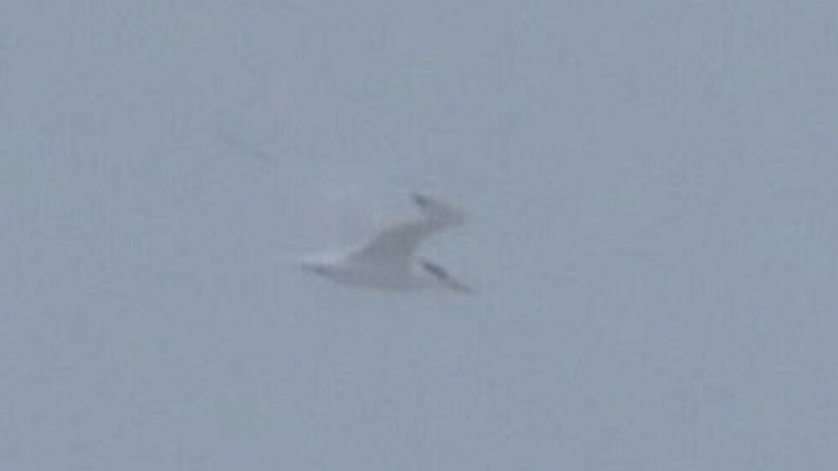 Royal Tern - ML637223514