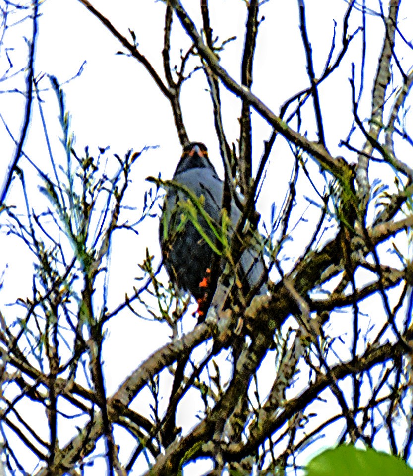 Slender-billed Kite - ML637223556