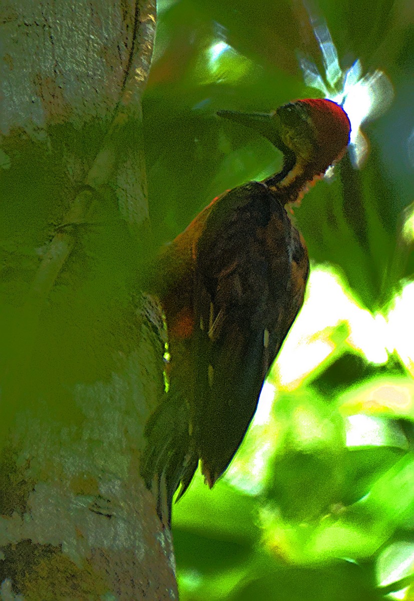 Crimson-bellied Woodpecker - ML637223584