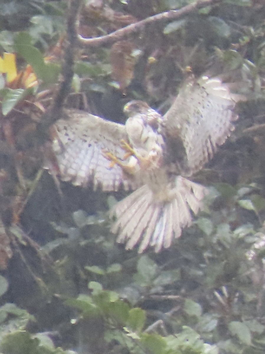 White-rumped Hawk - ML637223623