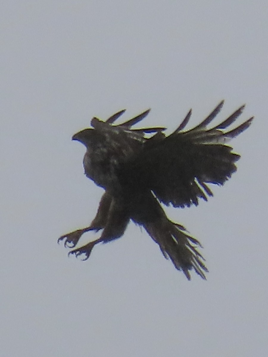 White-rumped Hawk - ML637223624