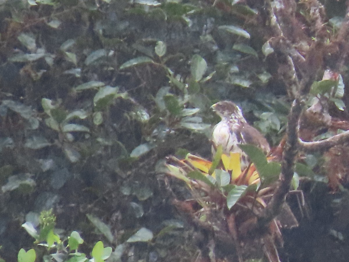 White-rumped Hawk - ML637223625