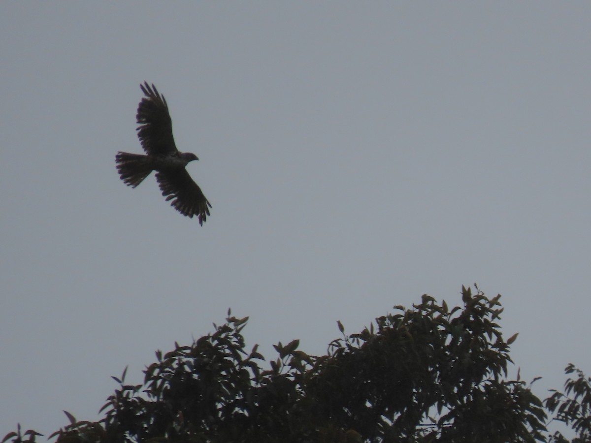 White-rumped Hawk - ML637223626