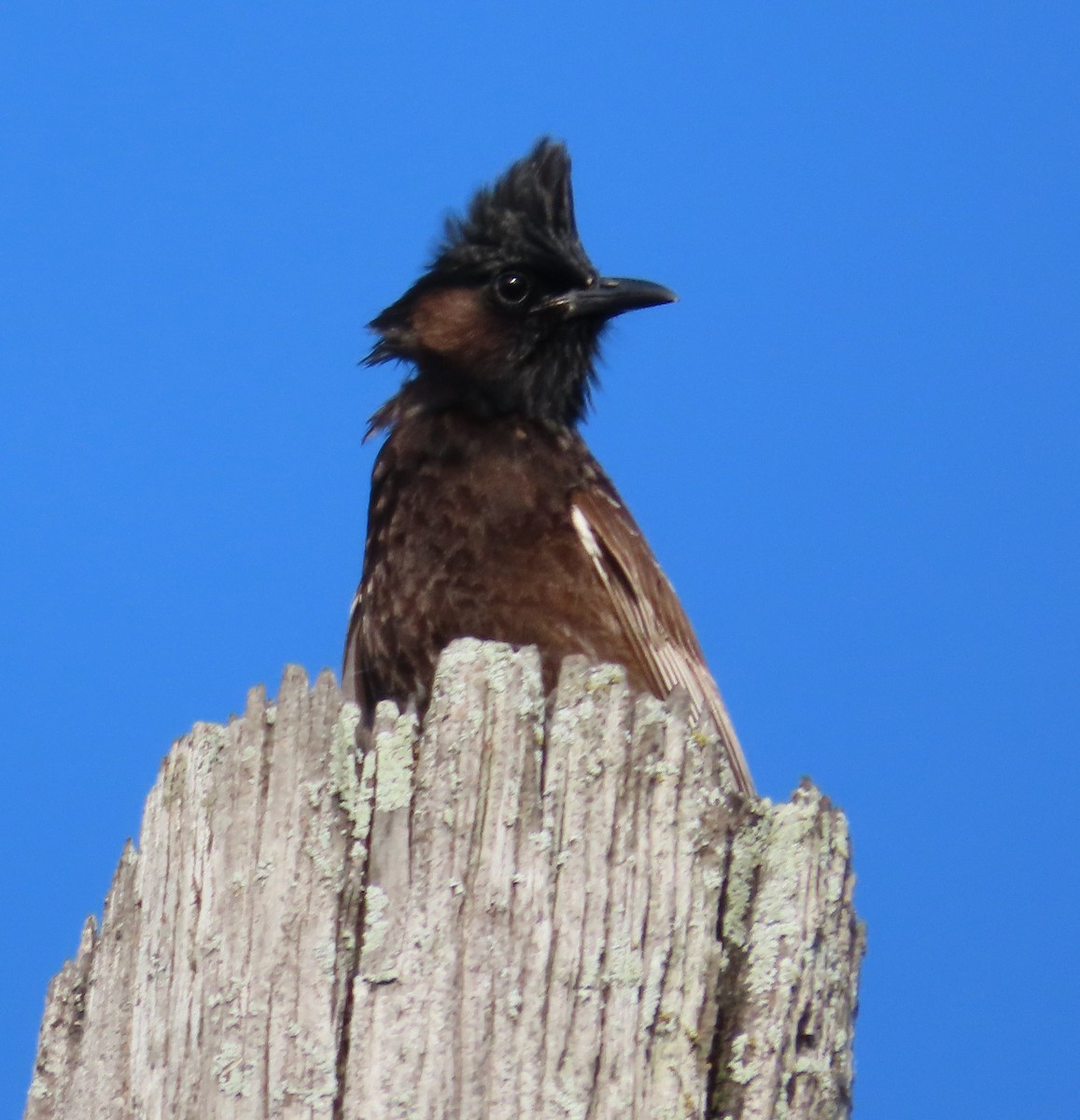 Red-vented Bulbul - ML637223652