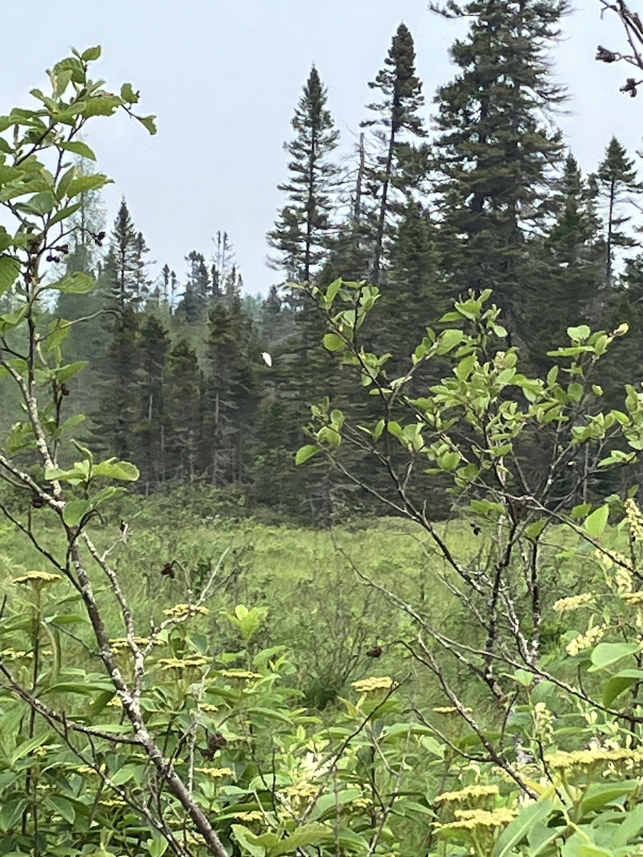 Great Egret - ML637223660