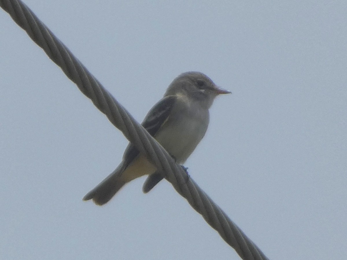Willow Flycatcher - ML637223712