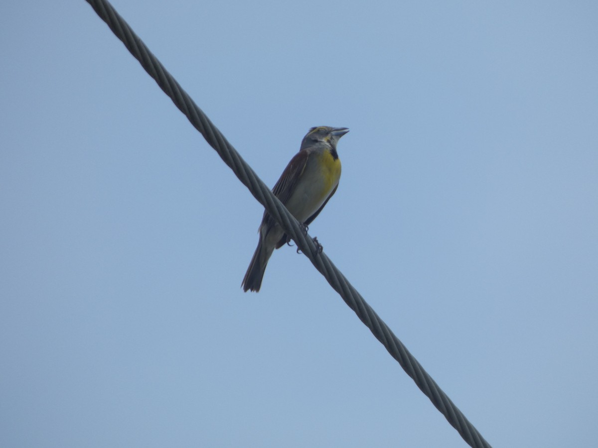 Dickcissel - ML637223737