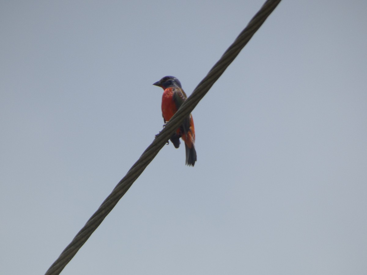 Painted Bunting - ML637223753