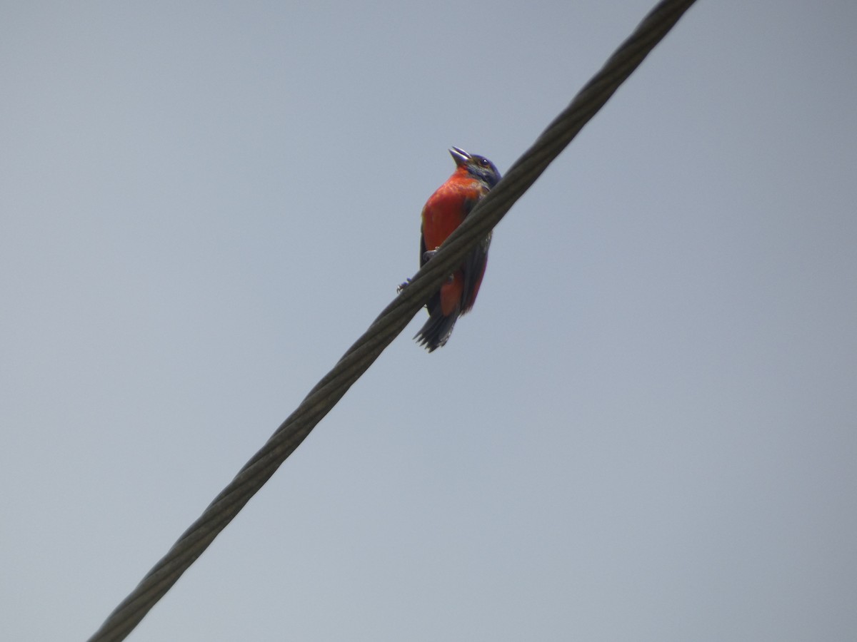 Painted Bunting - ML637223755