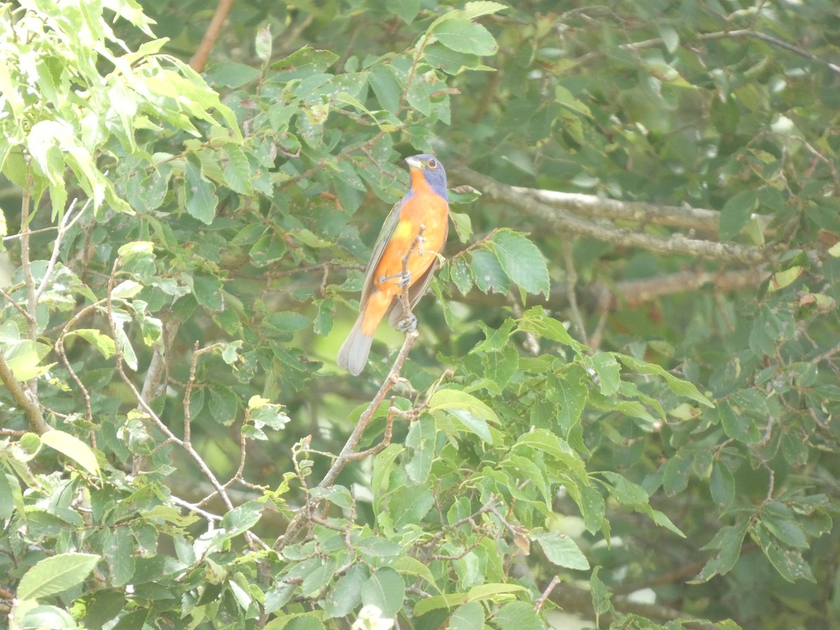 Painted Bunting - ML637223757
