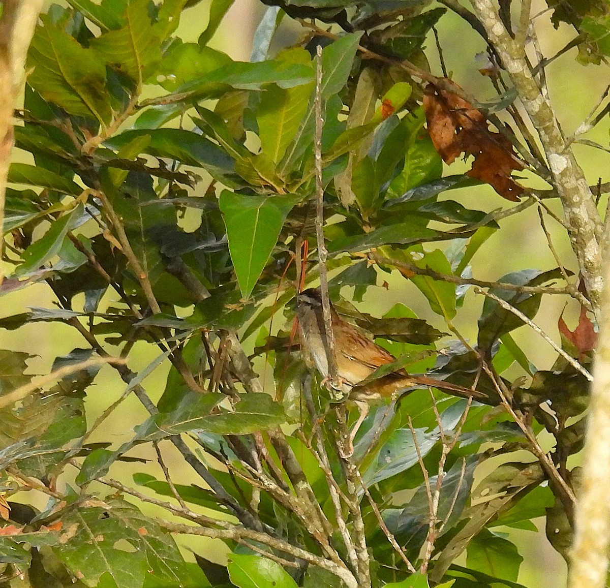 Stripe-headed Sparrow - ML637223864
