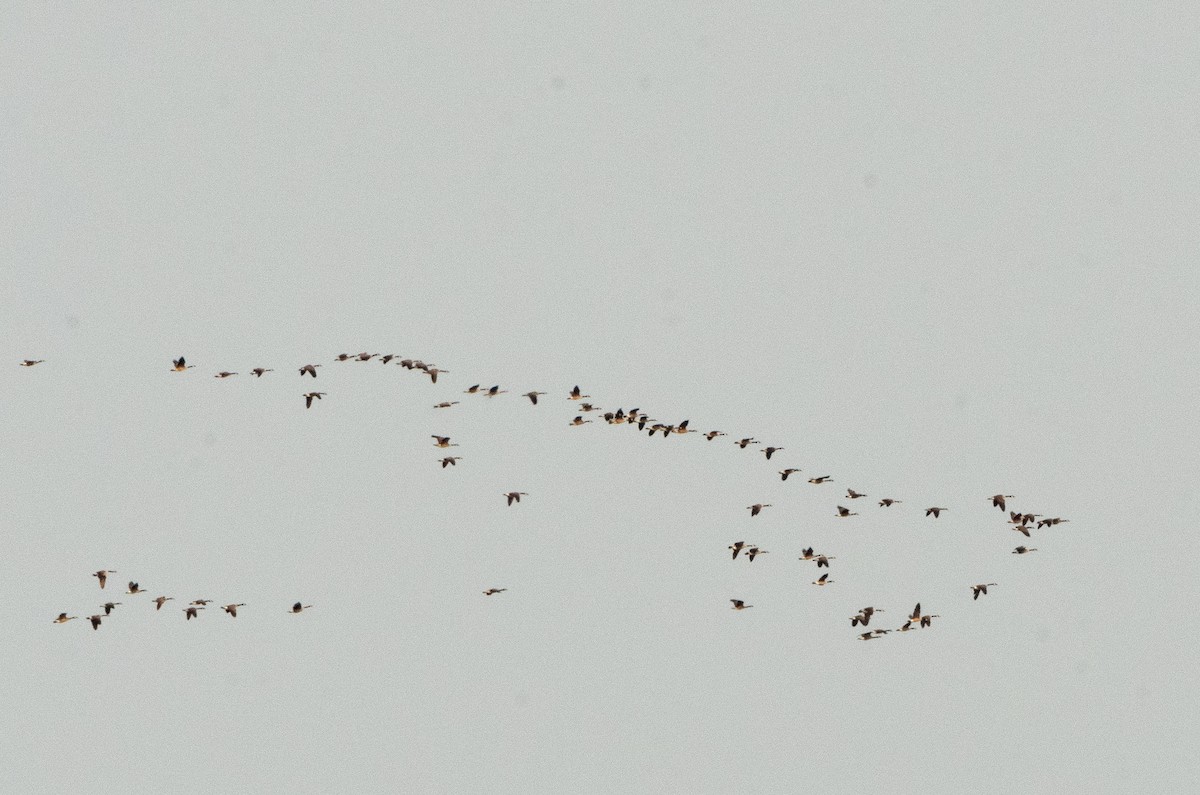 Канад галуу - ML637223894