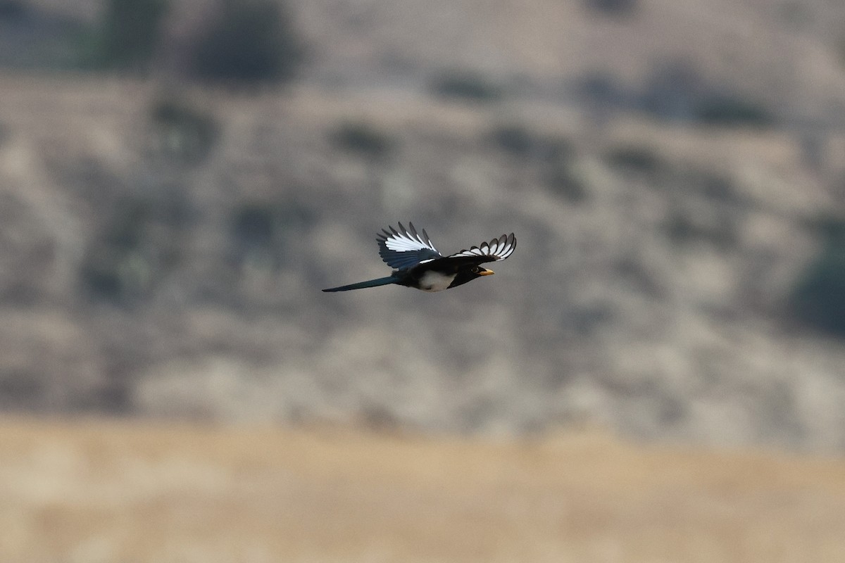 Yellow-billed Magpie - ML637223965