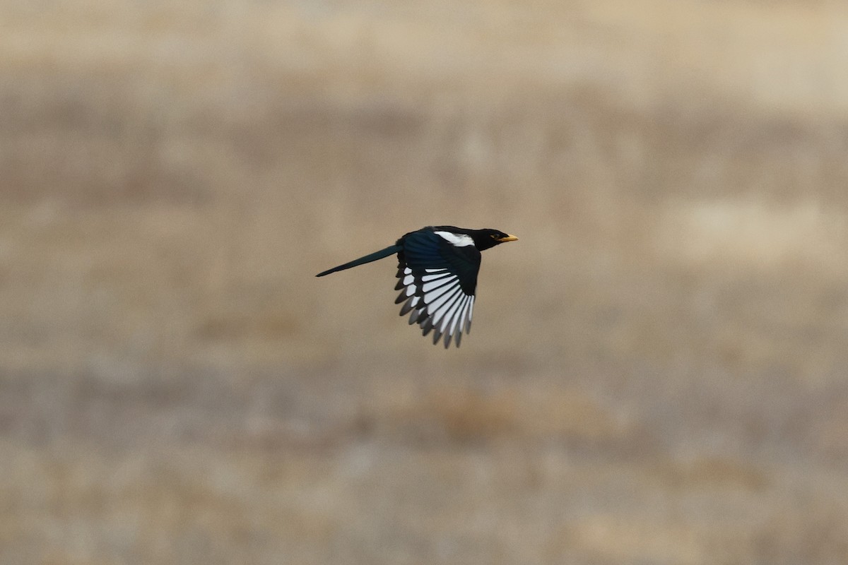 Yellow-billed Magpie - ML637223966